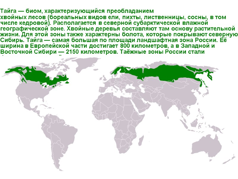 Тайга — биом, характеризующийся преобладанием хвойных лесов (бореальных видов ели, пихты, лиственницы, сосны, в